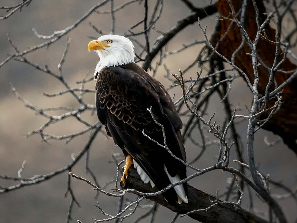 Bald eagle in a tree